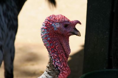 Close-up of a bird