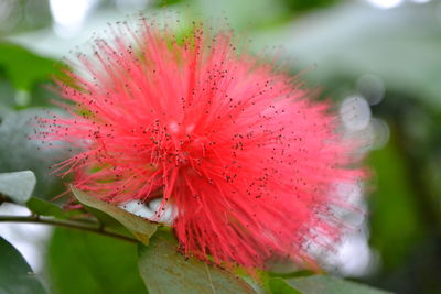 Close-up of red flower against blurred background