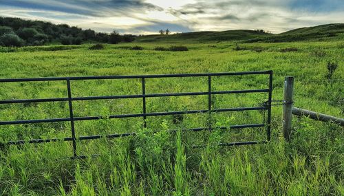 Scenic view of grassy field against sky