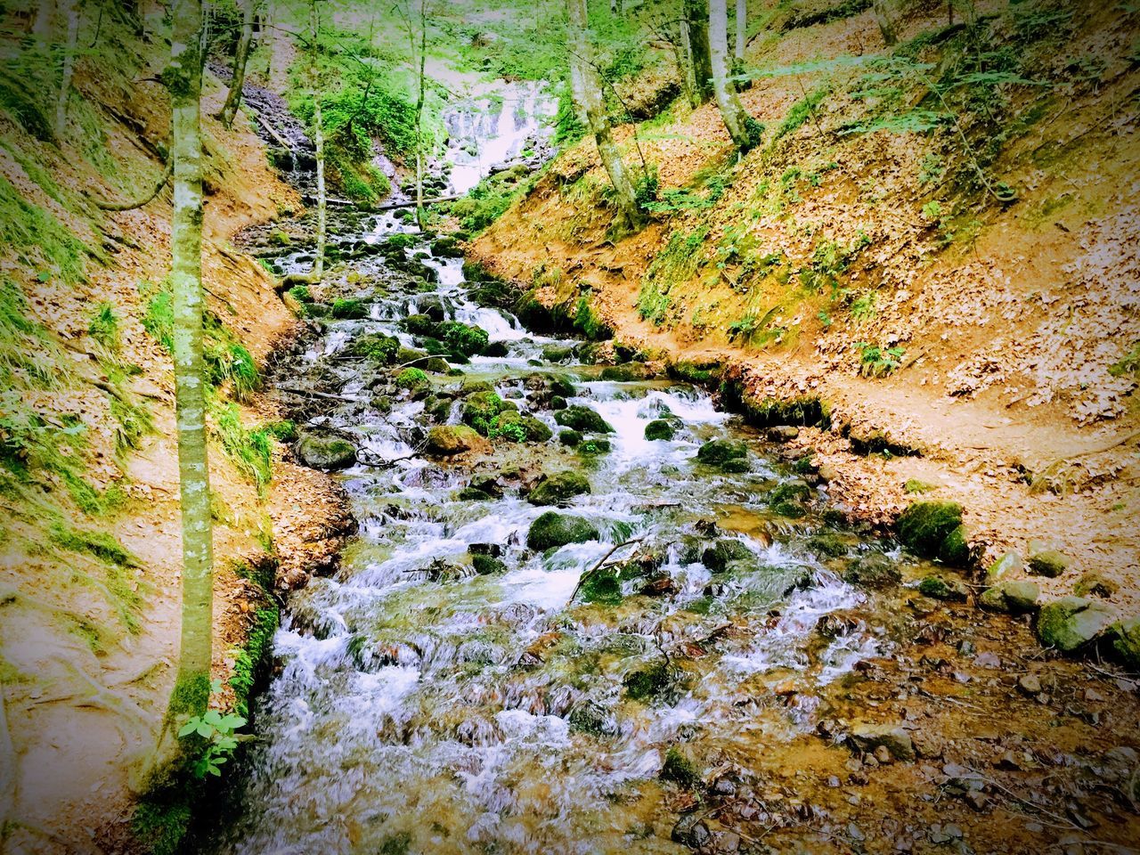 SCENIC VIEW OF STREAM IN FOREST