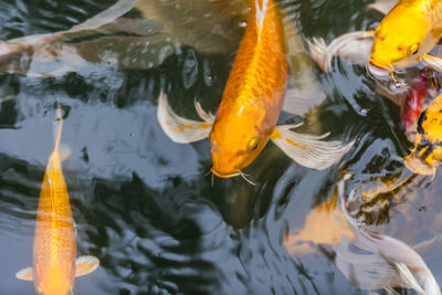 High angle view of koi carps swimming in lake