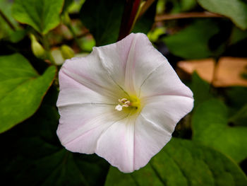 Close-up of white flowering plant