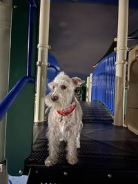 Dog looking away while sitting on railing