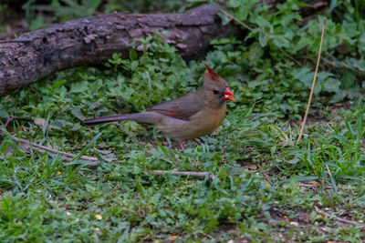 Bird perching on a field