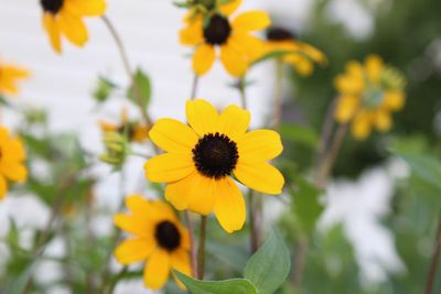 Close-up of yellow flowering plant