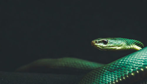 Close-up of snake against dark background