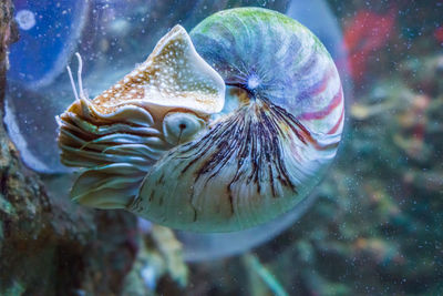 Close-up of jellyfish swimming in sea