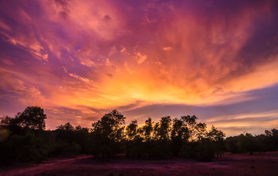 Trees on field against orange sky