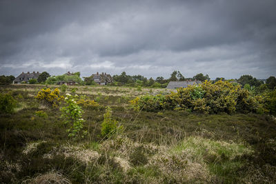 Plants growing on field against sky