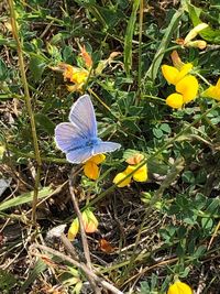 High angle view of butterfly on field