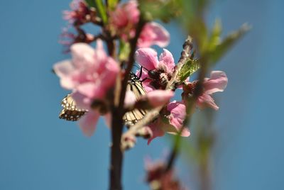 Close-up of pink flowering plant against sky