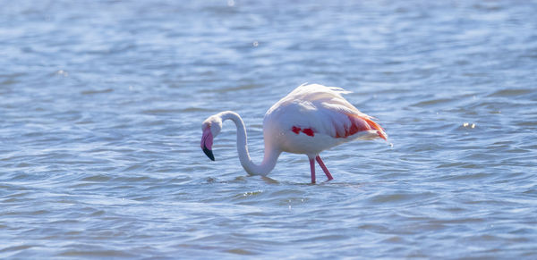 View of birds in lake