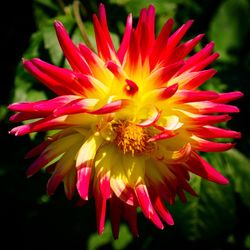 Close-up of yellow flower blooming outdoors