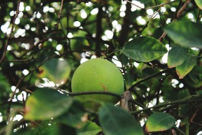 Close-up of fruits on tree