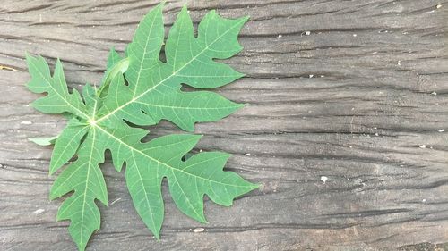 High angle view of green leaves on wooden plank