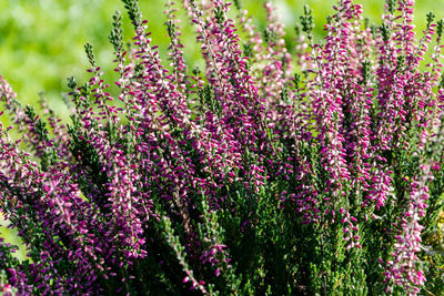 Close-up of purple flowers