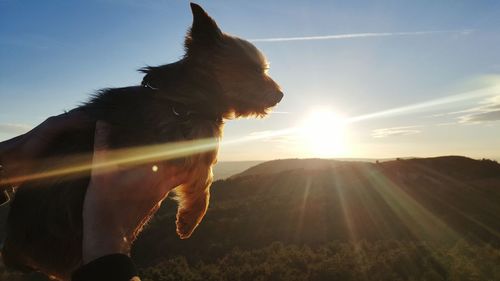 Cropped hand of person holding dog against sky during sunset