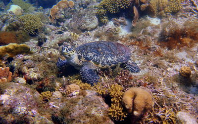 Sea turtle laying on coral in curacao, dutch antilles