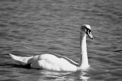 Close-up of swan swimming in lake