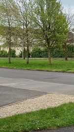 Surface level of road against trees in city
