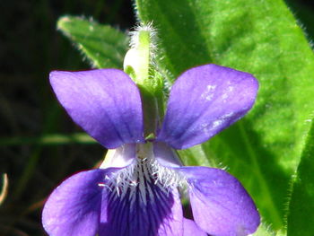 Close-up of purple flower blooming outdoors