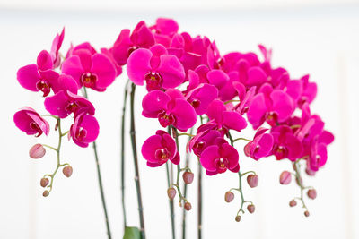 Close-up of pink orchids against white background