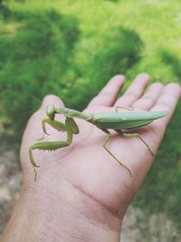 Close-up of hand holding insect