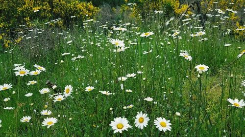 Close-up of flowering plants and leaves on field