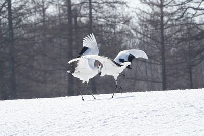 Bird on snow covered field