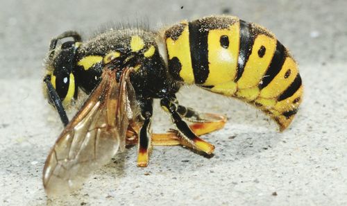 Close-up of yellow flower