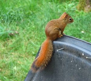 Close-up of squirrel sitting on grass