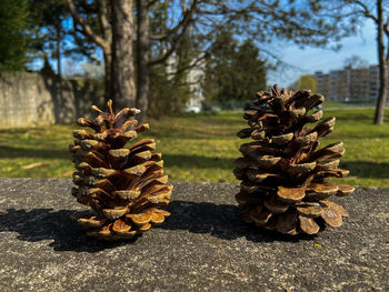 Close-up of two pine cone on a rock