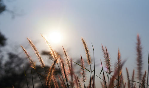 Low angle view of stalks against sky on sunny day