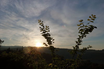 Plants against sky during sunset