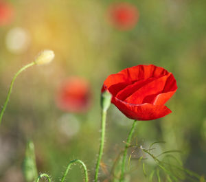 Close-up of red poppy flower