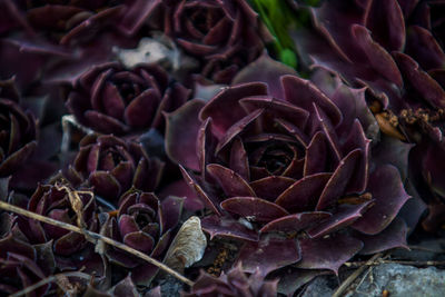 Close-up of wilted flower