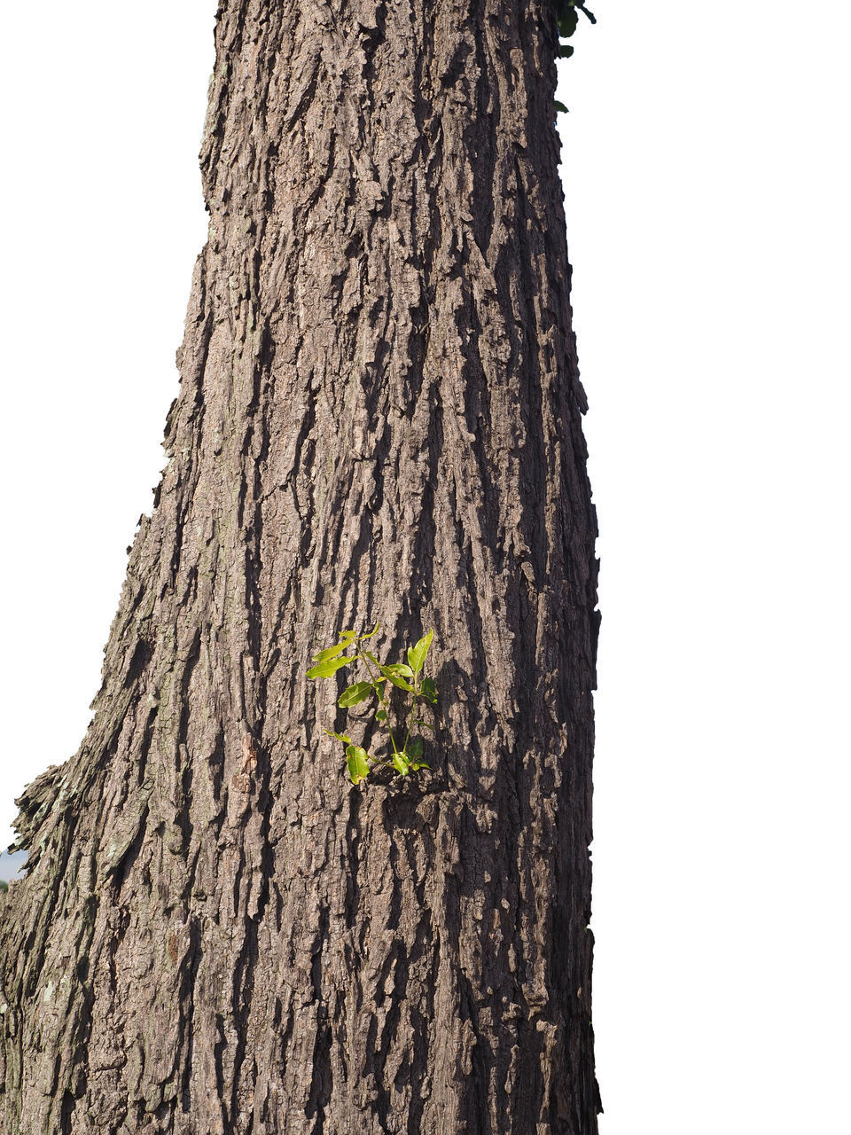 LOW ANGLE VIEW OF TREE AGAINST CLEAR SKY