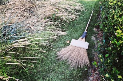 Plants growing on field