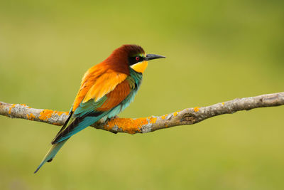 Close-up of bird perching on branch