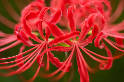 Close-up of red flowering plant