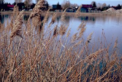 Scenic view of lake