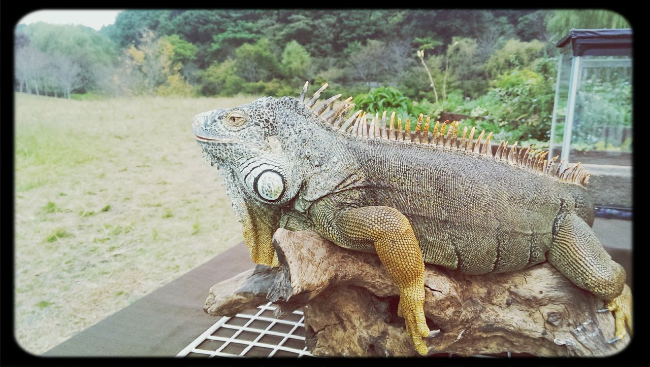 animal themes, one animal, transfer print, animals in the wild, wildlife, auto post production filter, animal head, close-up, animal body part, zoo, mammal, side view, animals in captivity, outdoors, focus on foreground, day, grass, no people, field, nature