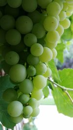 Close-up of grapes