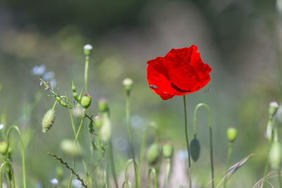 Close-up of red rose on field