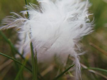 Close-up of dandelion flower