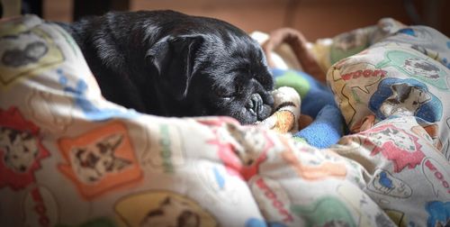 Black pug sleeping on pet bed at home