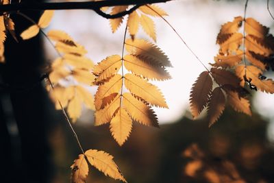 Close-up of autumnal leaves