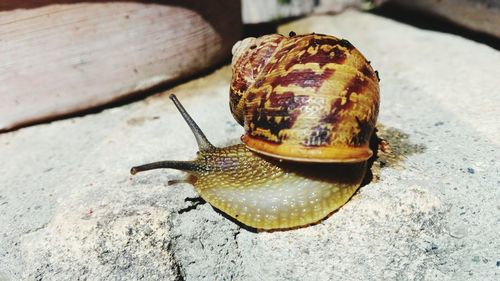 Detail shot of snail on ground