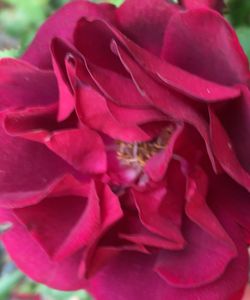 Close-up of flower blooming outdoors