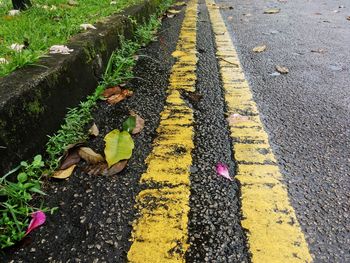 High angle view of yellow lizard on dirt road